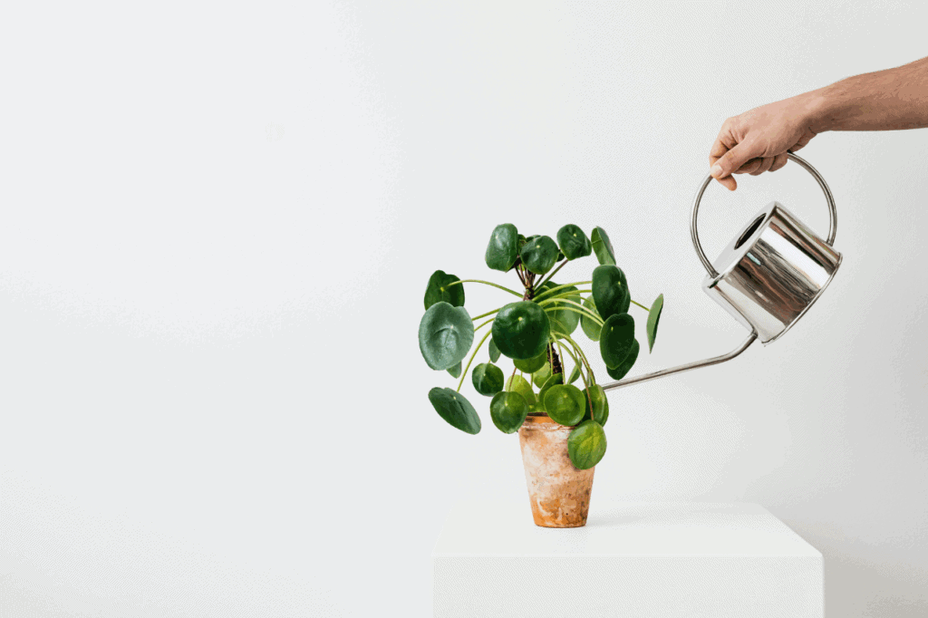Hand watering a plant against white background to symbolise business growth.