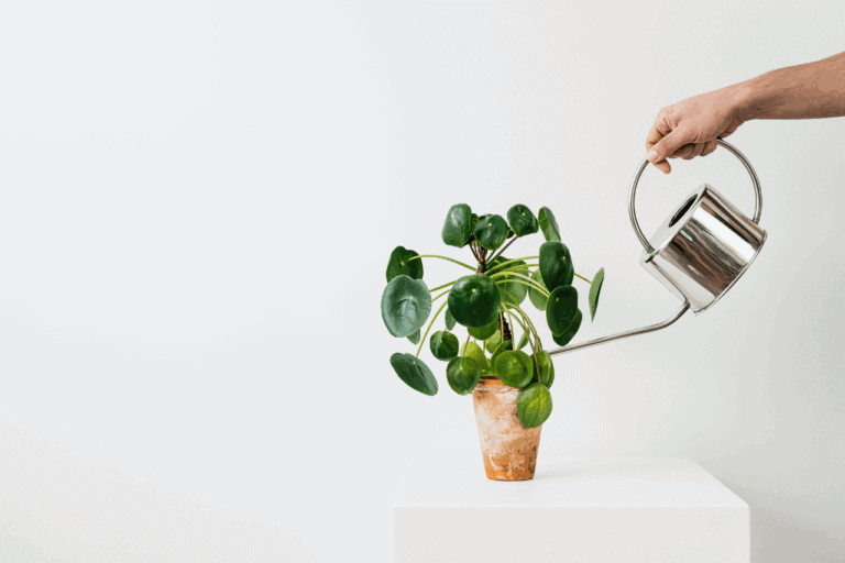 Hand watering a plant against white background to symbolise business growth.
