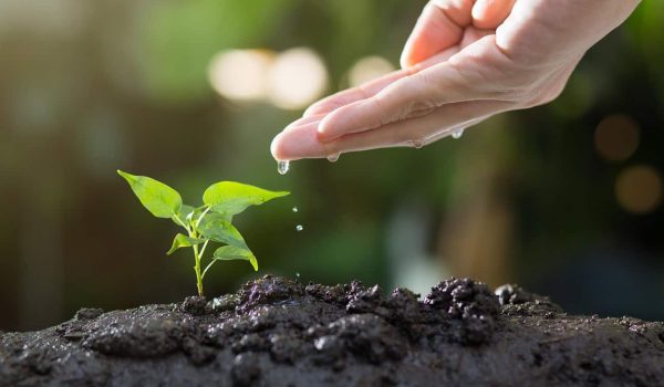 growth, soil, plants, grow, agriculture, green, life, seed, tree, seeding, leaves, sprout, garden, environmental, ecology, growth, planting, spring, gardening, nature, soil, sprout, ecology, growth, growth, planting, planting, gardening, gardening, gardening, gardening, gardening